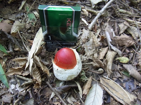 きれぎれの風彩 「タマゴダケ」