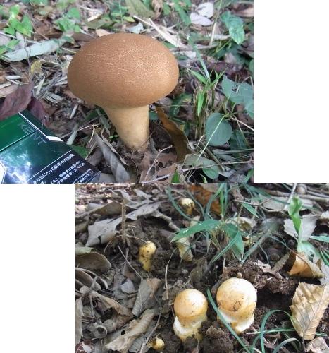 きれぎれの風彩 「その他のキノコ」