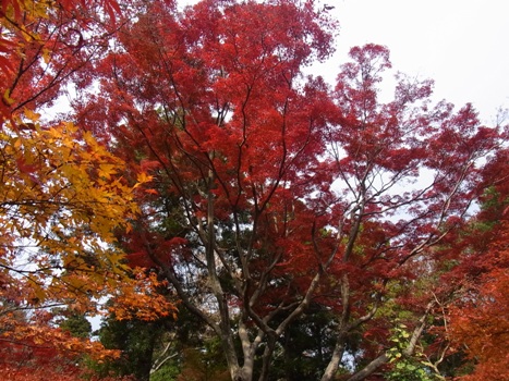 きれぎれの風彩 「平林寺の紅葉」1-16