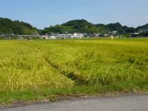 P1000719.jpg