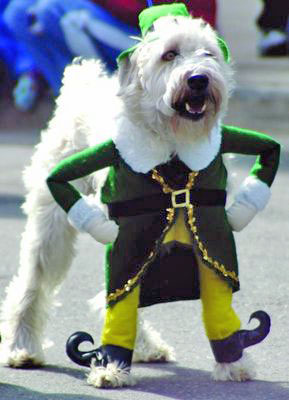 irish-dog-jig.jpg