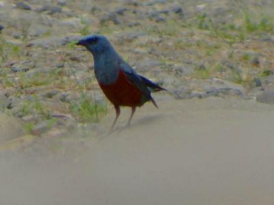 DSC00423.jpg