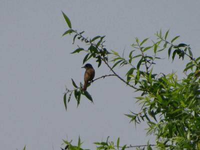 DSC01057.jpg