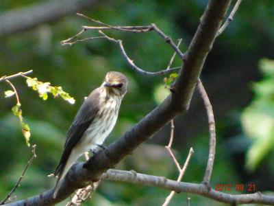 DSC02016.jpg