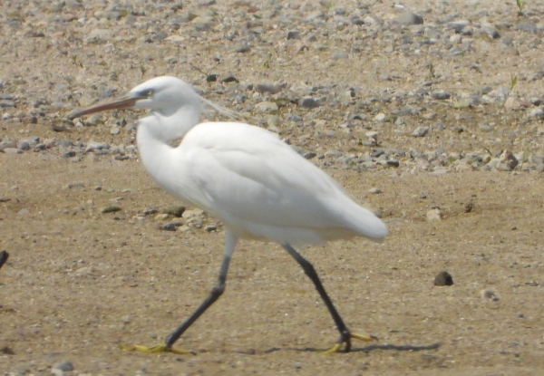 DSCN1998.jpg