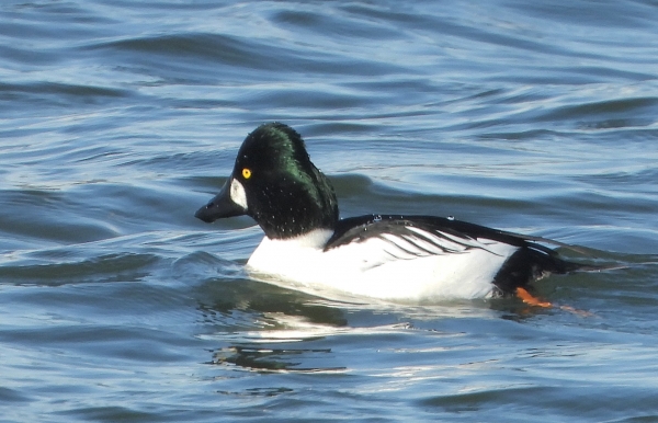 DSCN2083.jpg