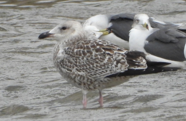 DSCN2115.jpg