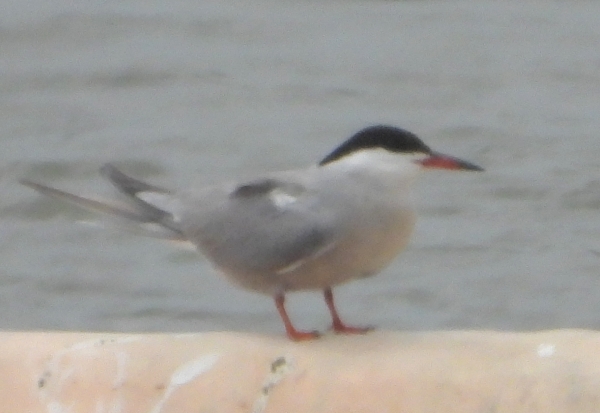 DSCN2189.jpg