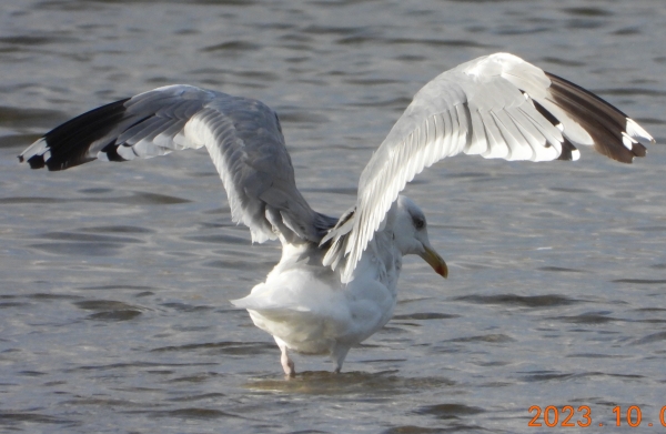 DSCN2575.jpg