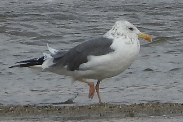 DSCN2638.jpg