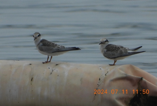 DSCN2658.jpg
