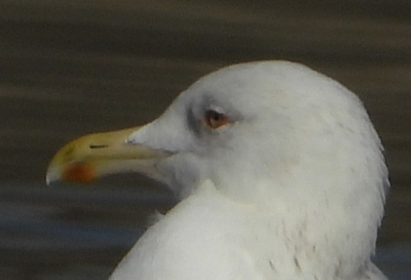 DSCN2772.jpg