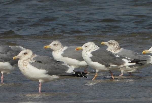 DSCN2778.jpg