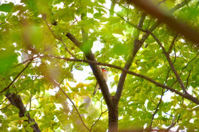 DSC_0817.jpg