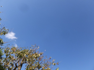 ウコッケイ外へ