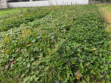 さつま芋26年