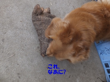 つくね芋収穫11
