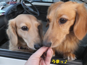 さつま芋掘り、キズ物増える?6