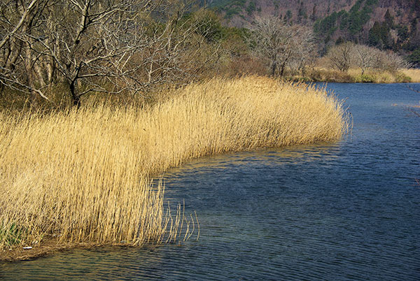震災前の鵜住居川河口