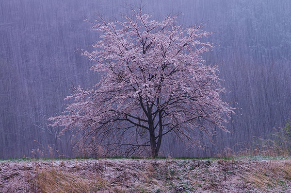 宮古市腹帯の桜と雪