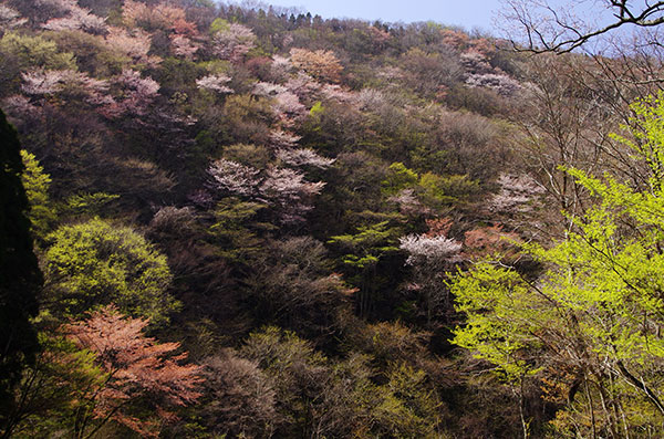猪ノ瀬戸の山桜