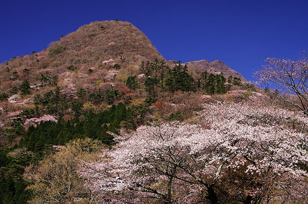 日向岳と桜
