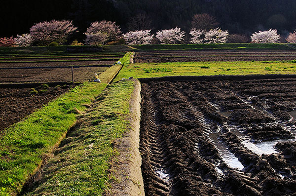 陸前高田市横田町の桜