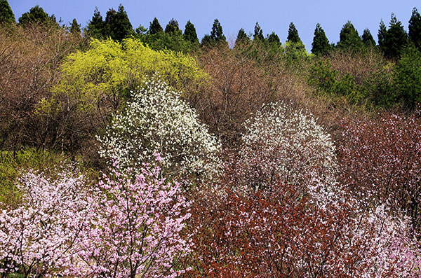 西行桜の森公園の桜