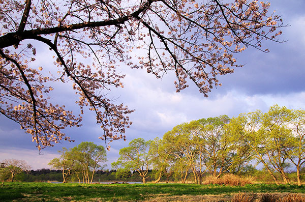 北上展勝地の桜