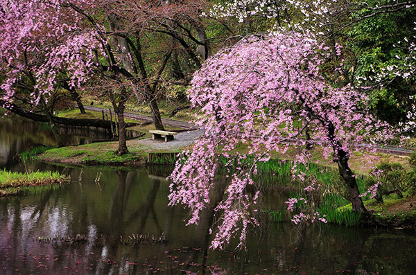 千秋公園の桜