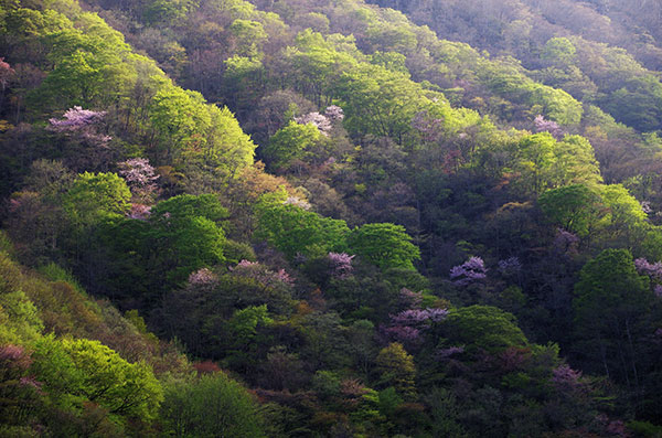 仙人峠の山桜