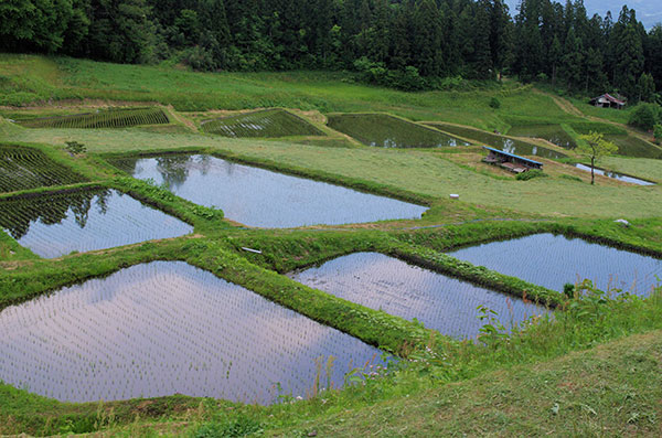 大東町 山吹の棚田