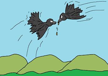 カラスのエサの取り合い