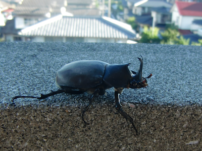 Beetle.png