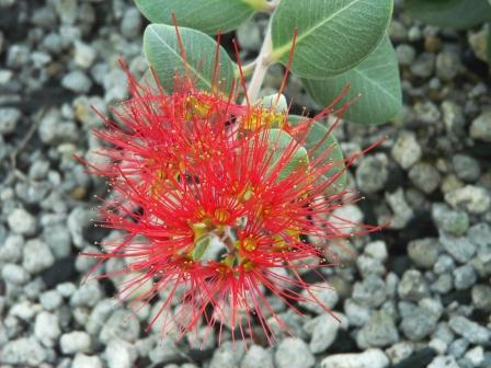 筑波実験植物園 ?