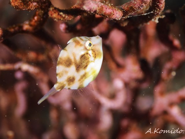 11_0227aosa.jpg