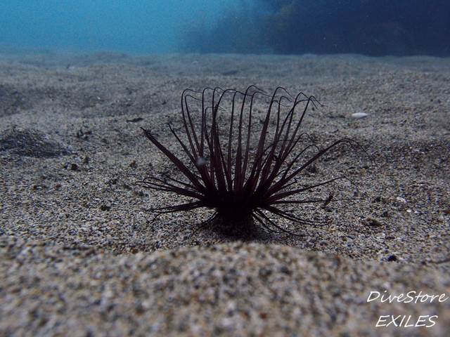 34_0503himehana.jpg