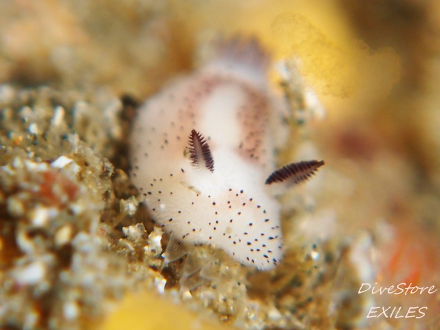 39_0328gomaf.jpg