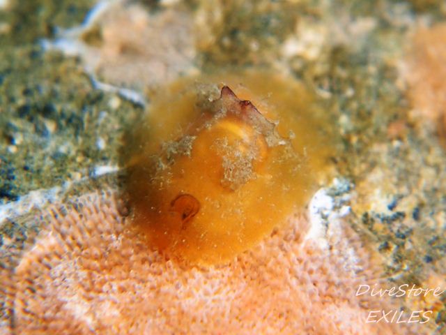 43_0215unknown3.jpg