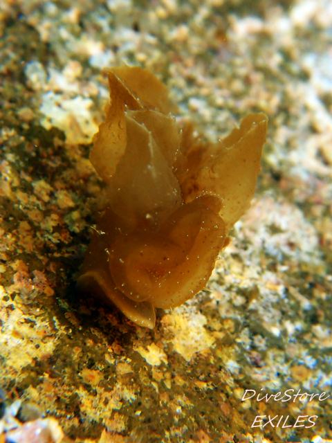 46_0215meribe.jpg