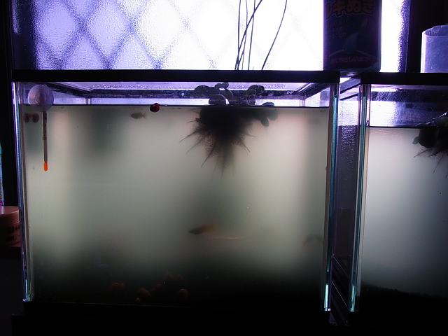 003_20141215073429d51.jpg