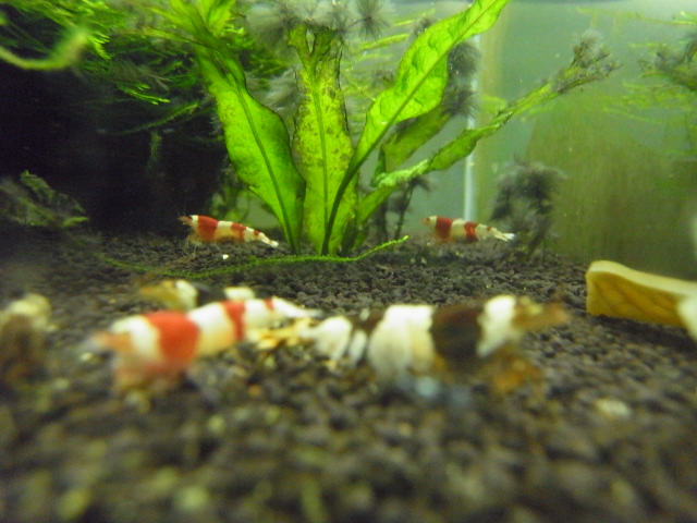 RIMG0005_20120618164039.jpg