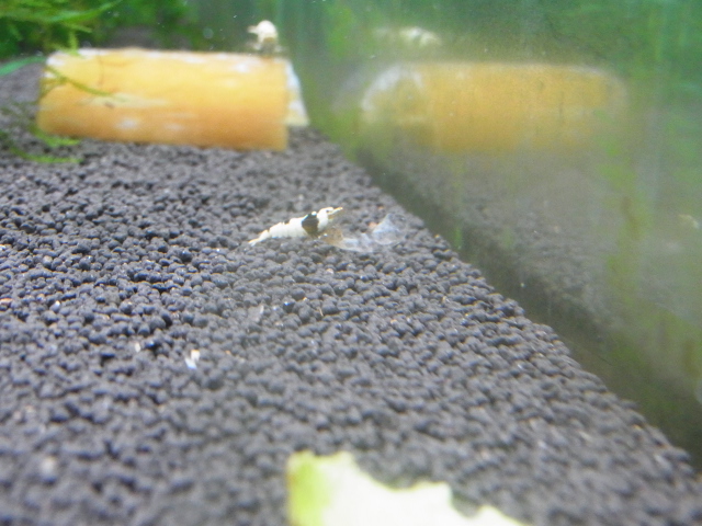 RIMG0006_20120716122042.jpg