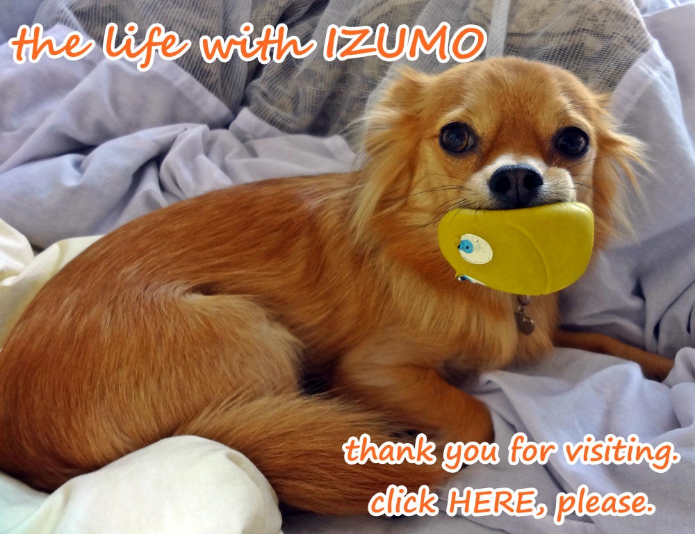 にほんブログ村 犬ブログ チワワへ