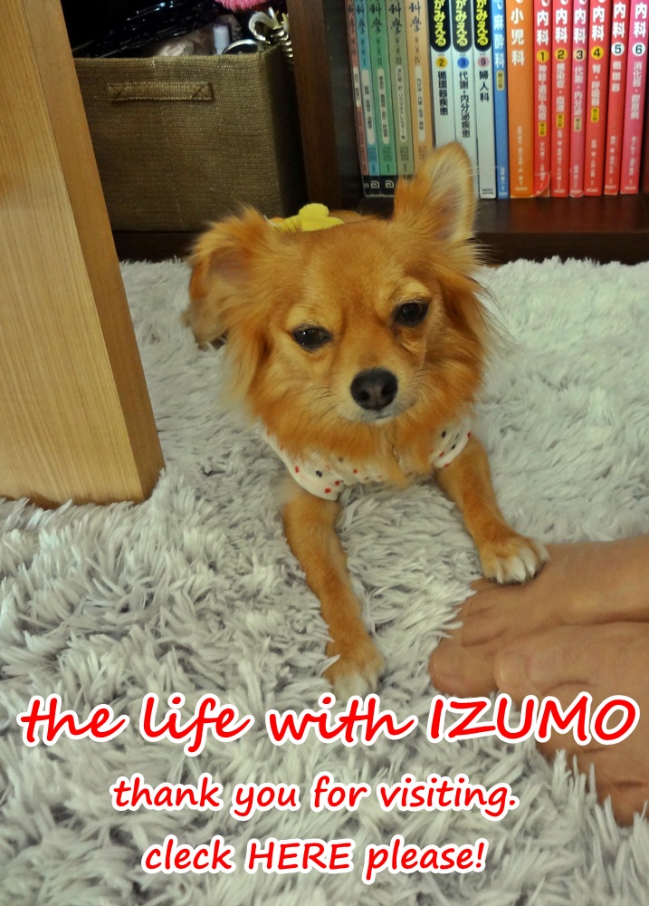 にほんブログ村 犬ブログ チワワへ