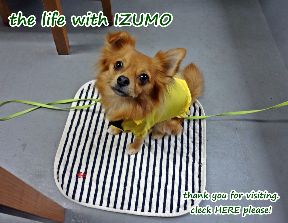 にほんブログ村 犬ブログ チワワへ