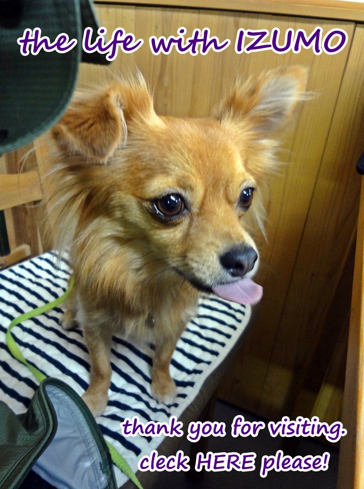 にほんブログ村 犬ブログ チワワへ