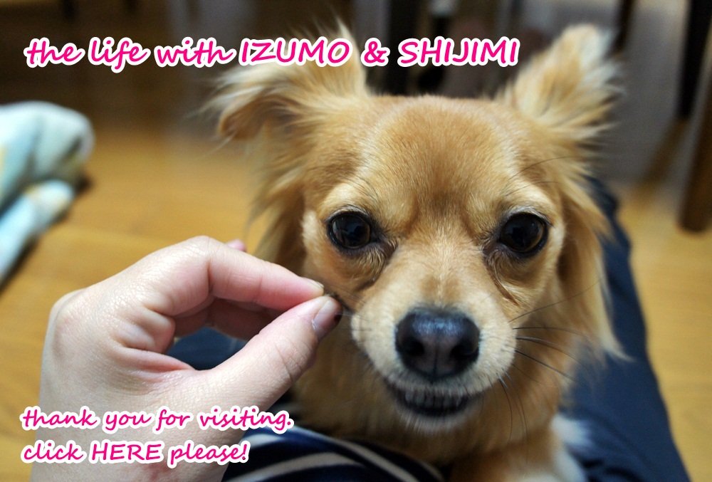 にほんブログ村 犬ブログ チワワへ