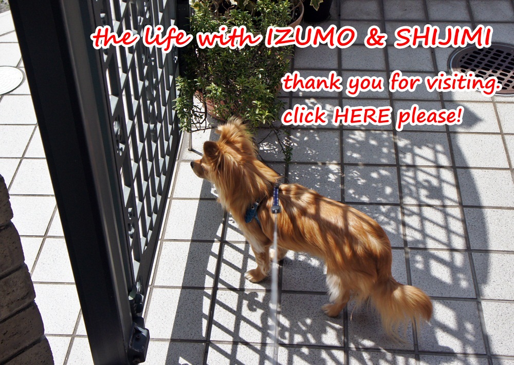 にほんブログ村 犬ブログ チワワへ