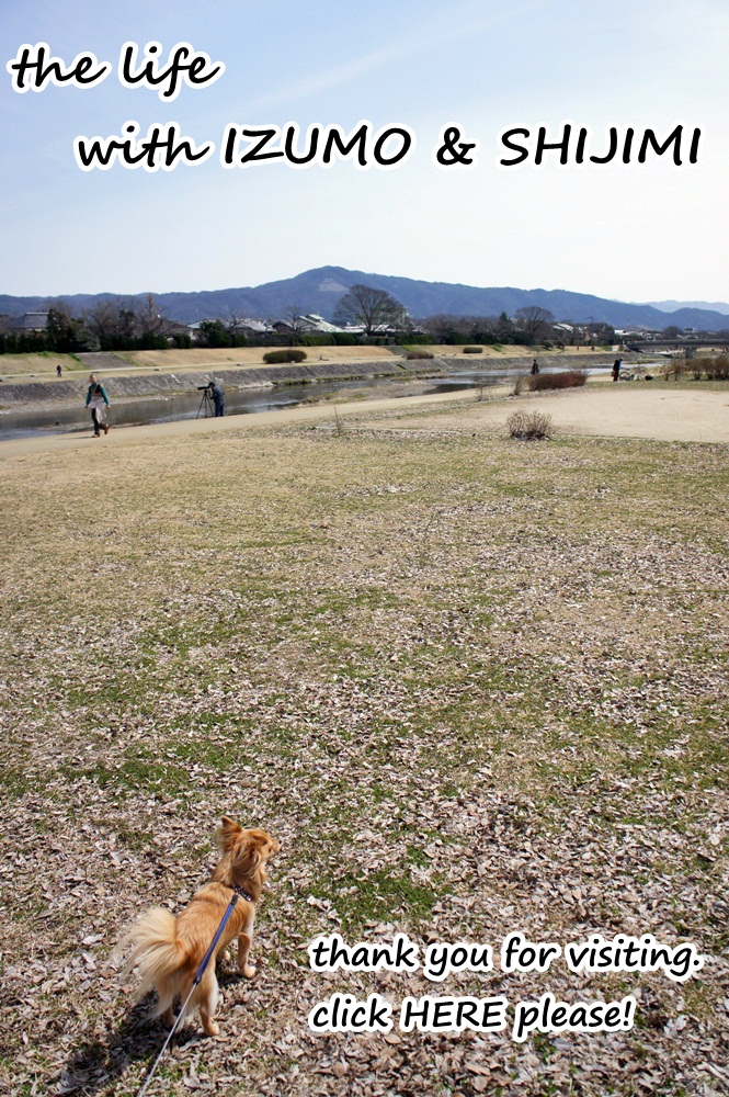 にほんブログ村 犬ブログ チワワへ